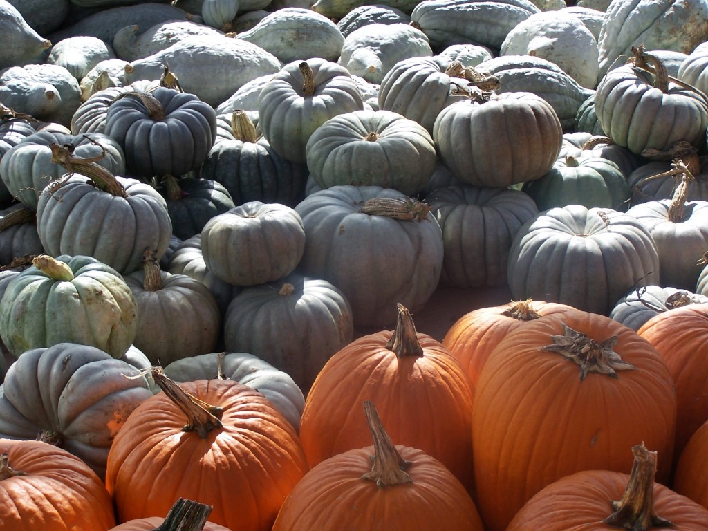 Pumpkins green and orange photograph